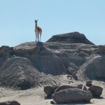 One Guanaco is observing us